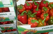pimiento-marruecos-cajas-750-22