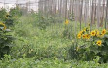 plantas