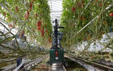 robot-tomate