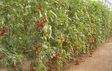 tomate-1020x600