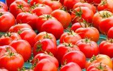 tomates--1024x600