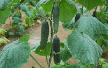 Pepino