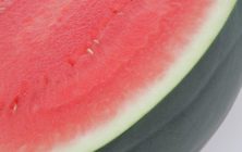 Sandia-Style-Nunhems-4-1170x600