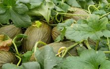 melones
