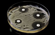 microorganismos