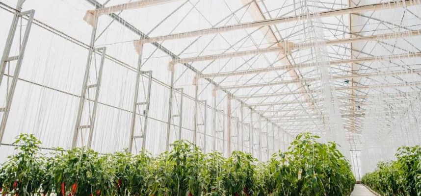invernadero-reforzado-novagric-002-e1688560931732