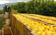 limones-ok