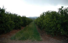IVIA