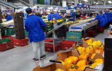 cooperativa-empleo (1)