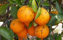 naranja mancha citricos