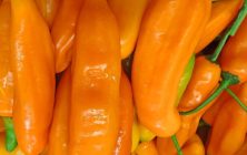pimiento-aji-amarillo-750-23