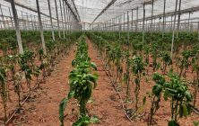 Danos-causados-en-cultivo-de-pimiento-en-Almeria-002