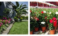 FLORES-Y-PLANTAS-OK