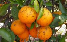 Mancha-negra-en-citricos