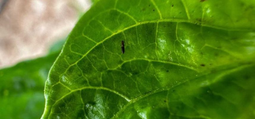 Thrips-parvispinus