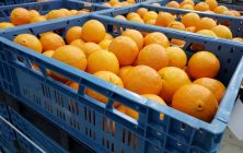 citricos