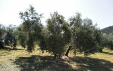 olivos-granada