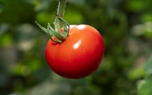 tomate