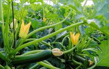 Calabacin-web