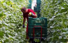 agricultor-en-invernadero-1020x600