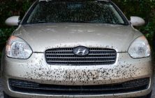 coche-insectos