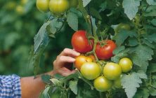 frutas-y-hortqalizas