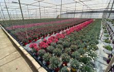 invernadero-planta-ornamentalok-1024x600