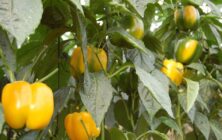 pimientos-1020x600