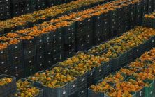 tomates