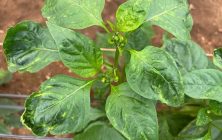Thrips-parvispinus-1-rotated