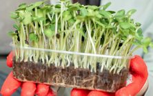 microverduras
