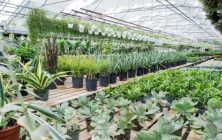plantas
