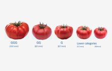 tomates-medidas-768x498