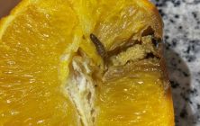 Falsa-polilla