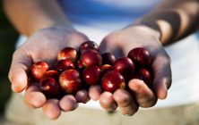 Camu-camu-1