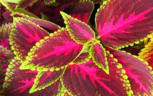 Planta-rotated