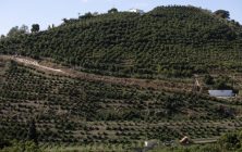 frutales