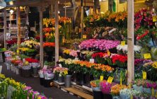 planta-flor-mercado
