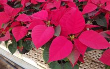 poinsettia-home