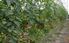 tomate