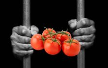 tomate-preso-768x443