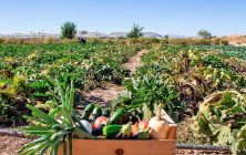 web_huerto_ecologico_productos_2_d0f9466bad