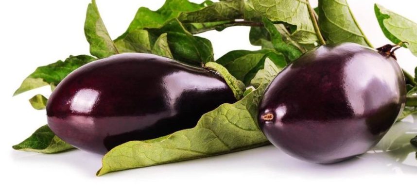eggplant-1659784_1280-1170x600