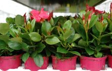 planta-ornamental-1020x600