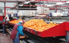 Coop_naranjas-1280x889-1