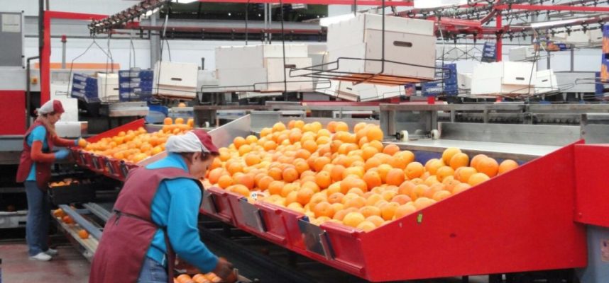 Coop_naranjas-1280x889-1