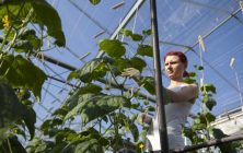 agricultures