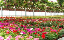 flowers-blossoming-plant-greenhouse