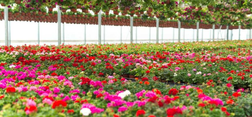 flowers-blossoming-plant-greenhouse