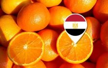 naranjas-egipto